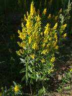 Imagem de Genista tinctoria L.