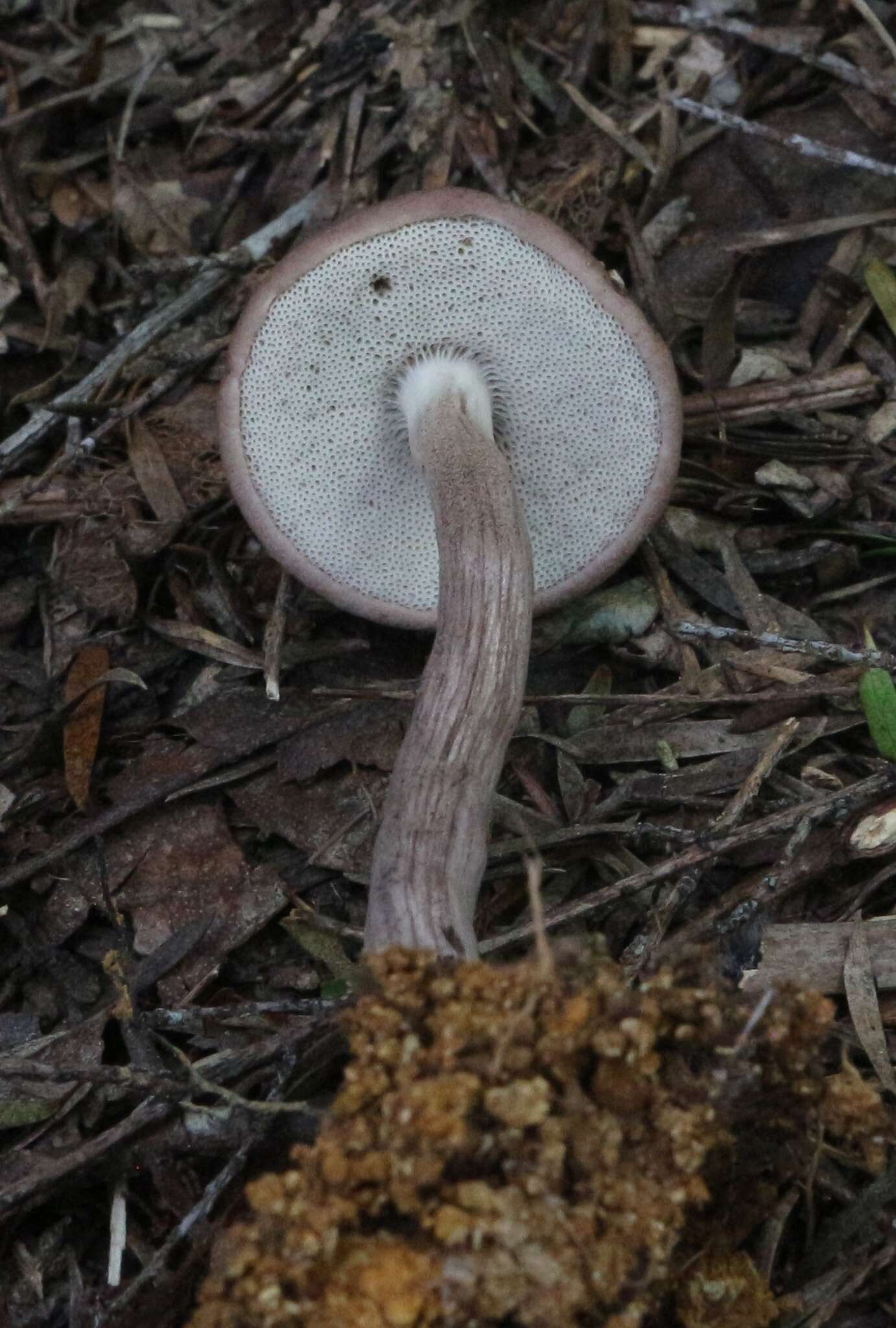 Imagem de Porphyrellus brunneus McNabb 1967