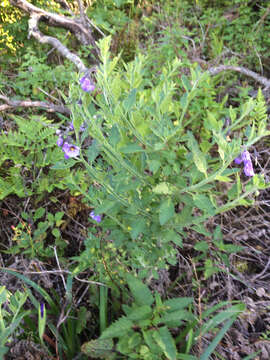 Image of bluewitch nightshade