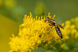 Imagem de Philanthus solivagus Say 1837