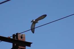 Image of Ashy Wood Swallow