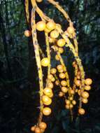 Image of Chamaedorea pinnatifrons (Jacq.) Oerst.