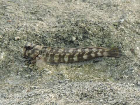 Image of Istiblennius rivulatus (Rüppell 1830)