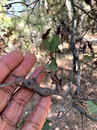 Image of hybrid oak