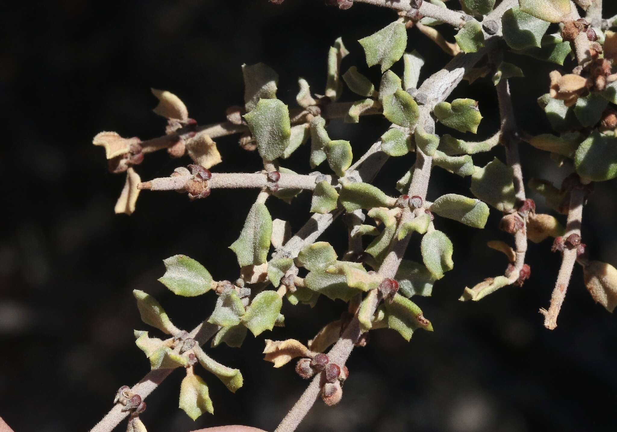 Image of ceanothus