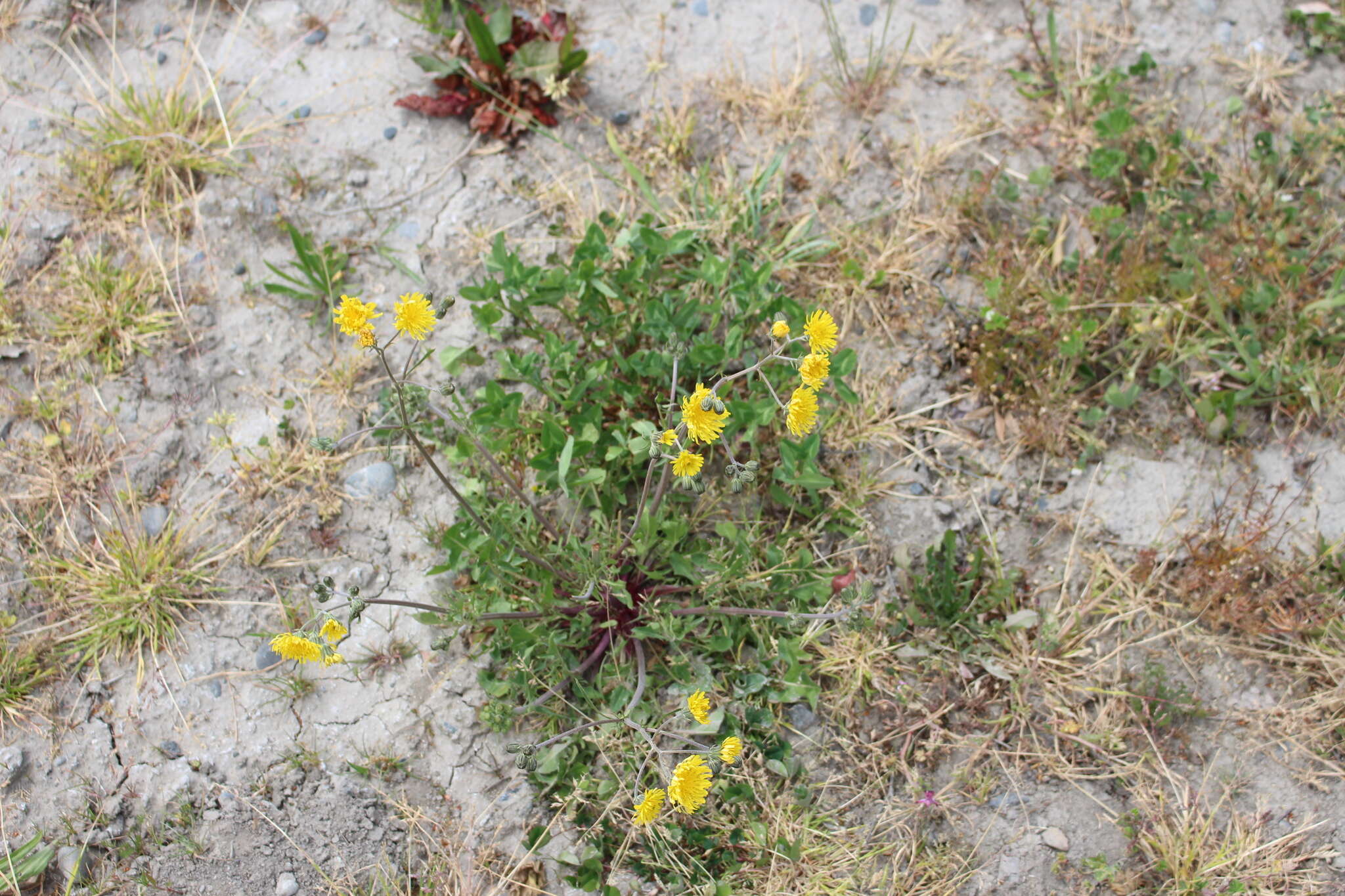 Image of beaked hawksbeard