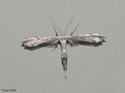 Image of Eupatorium Plume Moth