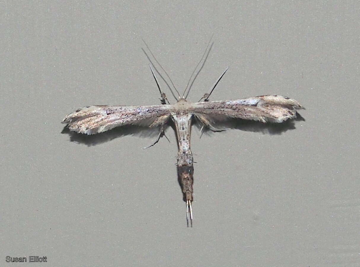 Image of Eupatorium Plume Moth