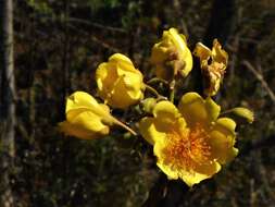 Imagem de Cochlospermum vitifolium (Willd.) Spreng.