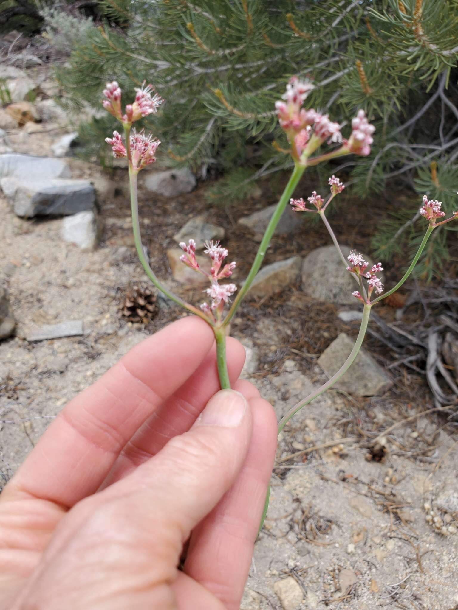 Imagem de Eriogonum elatum var. elatum