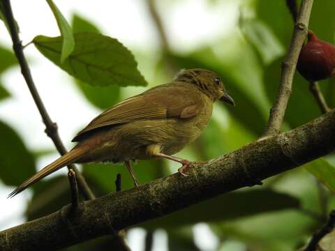 Image of Little Greenbul