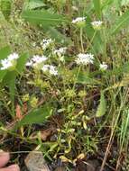 Image of Nuttall's cornsalad