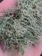 Image of Bloody beard lichen;   Beard lichen