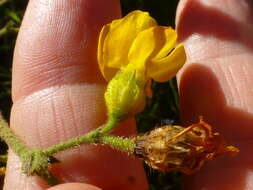 Plancia ëd Hermannia rugosa Adamson