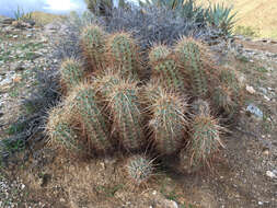 Image of Engelmann's hedgehog cactus