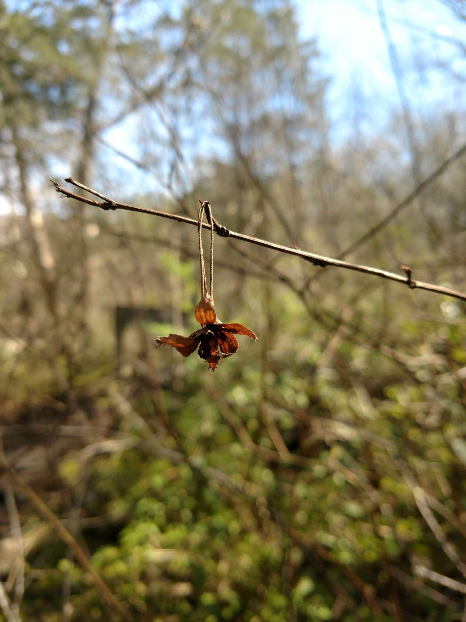 Neviusia alabamensis A. Gray的圖片