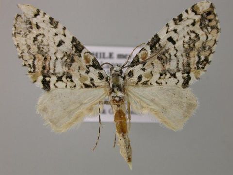 Image of <i>Triptiloides esmeralda</i>