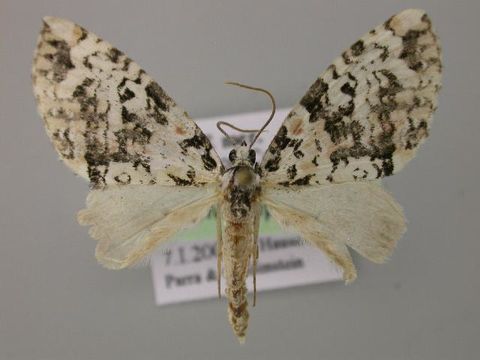 Image of <i>Triptiloides esmeralda</i>