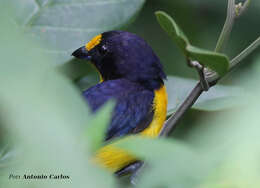 Euphonia violacea (Linnaeus 1758)的圖片