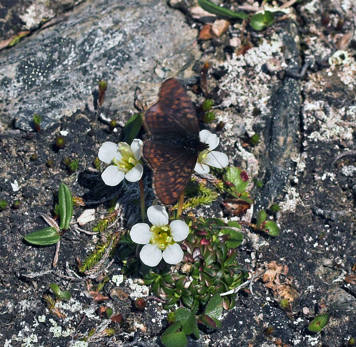 Image of Dingy Fritillary