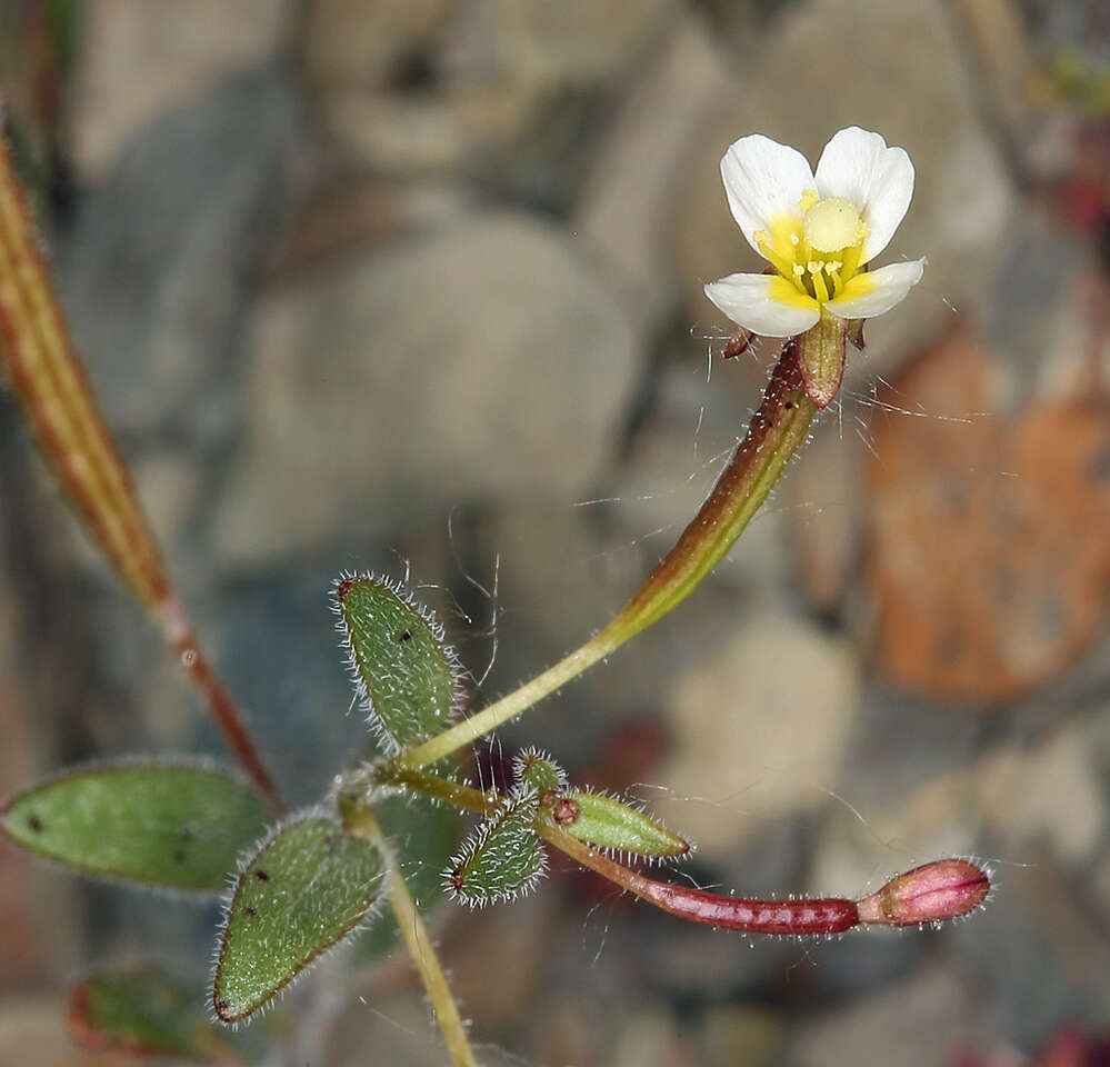 Chylismiella resmi