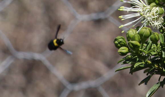 Image of Xylocopa flavicollis (De Geer 1778)