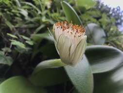 Image of Haemanthus albiflos Jacq.