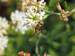 Imagem de Odontomyia angulata (Panzer 1798)