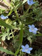 Image de Nemophila menziesii var. integrifolia Brand