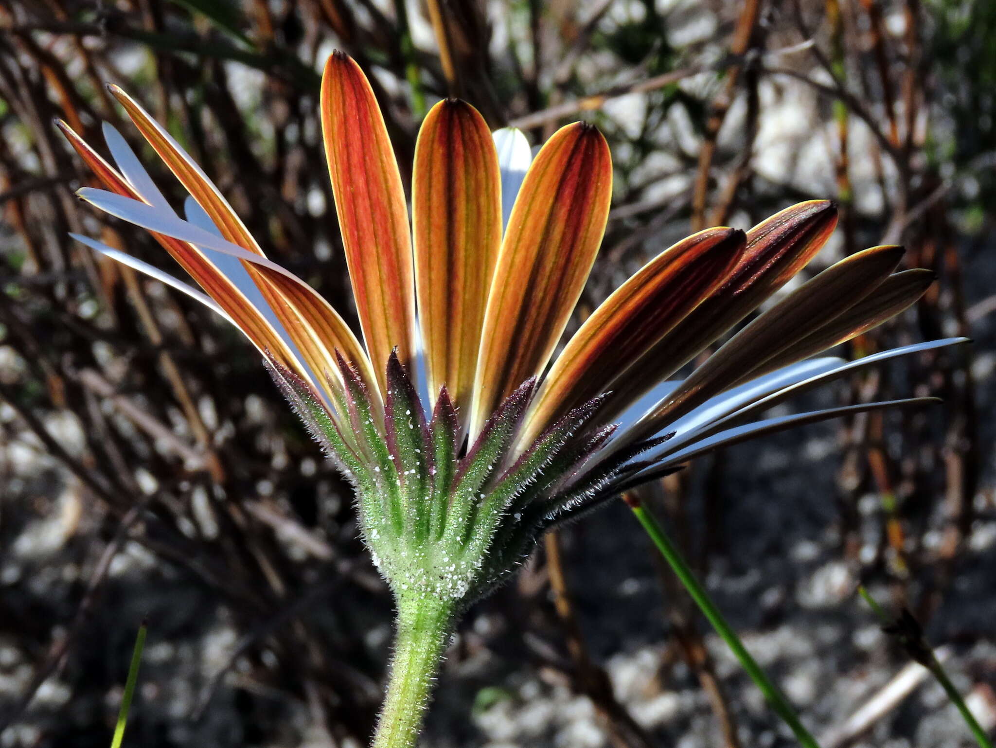 Image of Dimorphotheca nudicaulis (L.) DC.