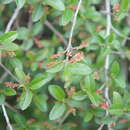 Image de Acalypha aronioides Pax & K. Hoffm.