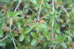 Image de Acalypha aronioides Pax & K. Hoffm.