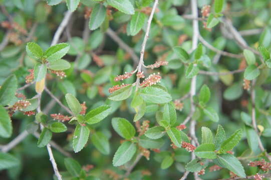 Image of Acalypha aronioides Pax & K. Hoffm.