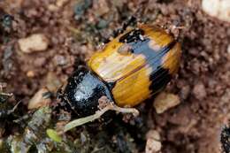 صورة Aphodius coniugatus (Panzer 1795)