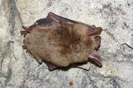 Image of Greater Mouse-eared Bat