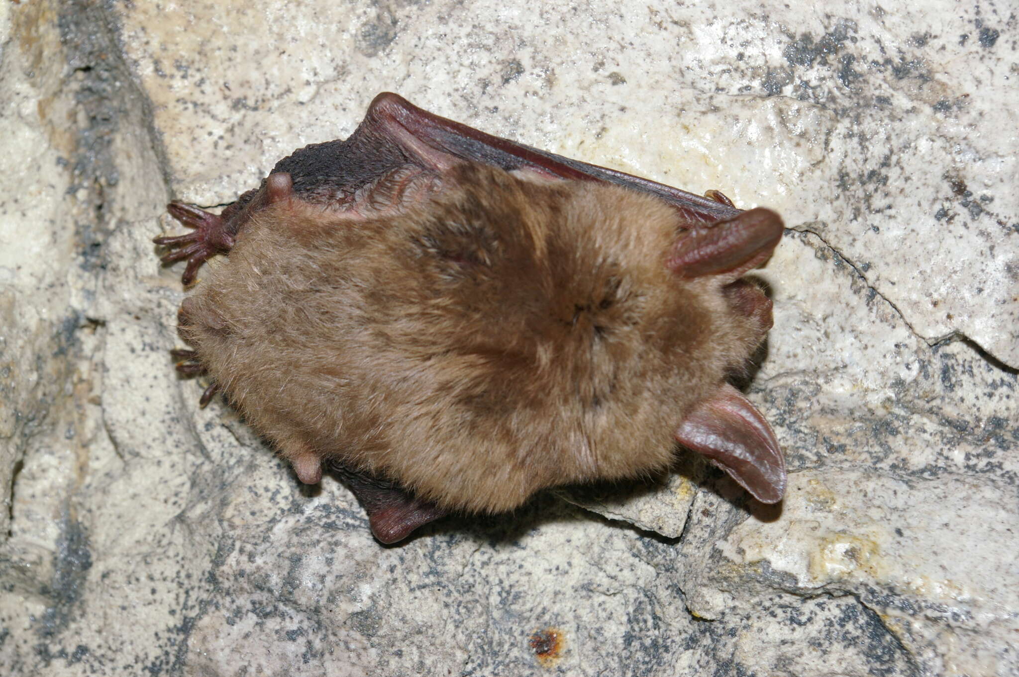 Image of Greater Mouse-eared Bat