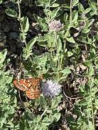 Euphydryas chalcedona sierra (W. G. Wright 1905)的圖片