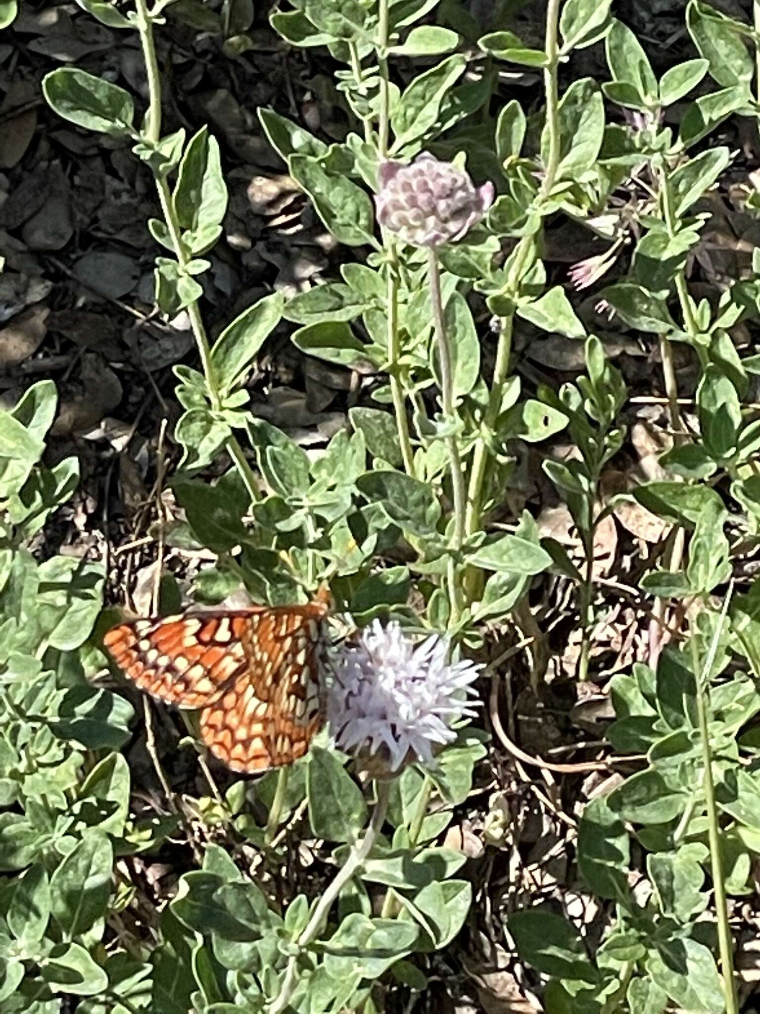 Euphydryas chalcedona sierra (W. G. Wright 1905)的圖片