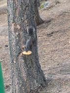 Image of Douglas's Squirrel