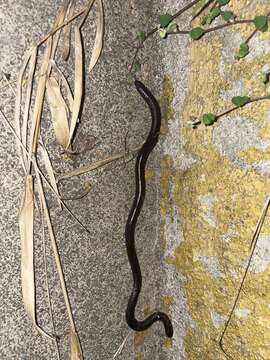 Image of Gymnopis Peters 1874