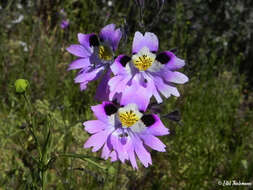 Image of Schizanthus carlomunozii