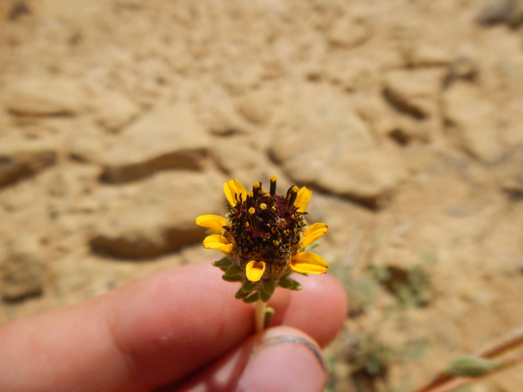 Image of purpledisk helianthella