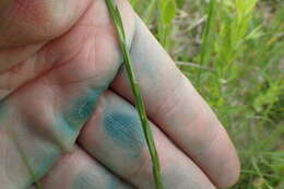 Image of stiff yellow flax