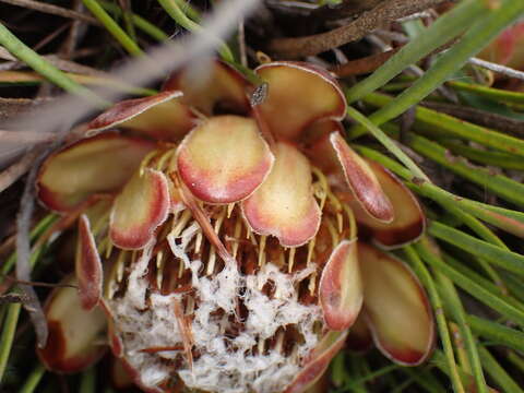 Image of Protea intonsa Rourke