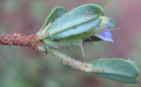 Blepharis integrifolia (L. fil.) E. Mey. & Drege resmi