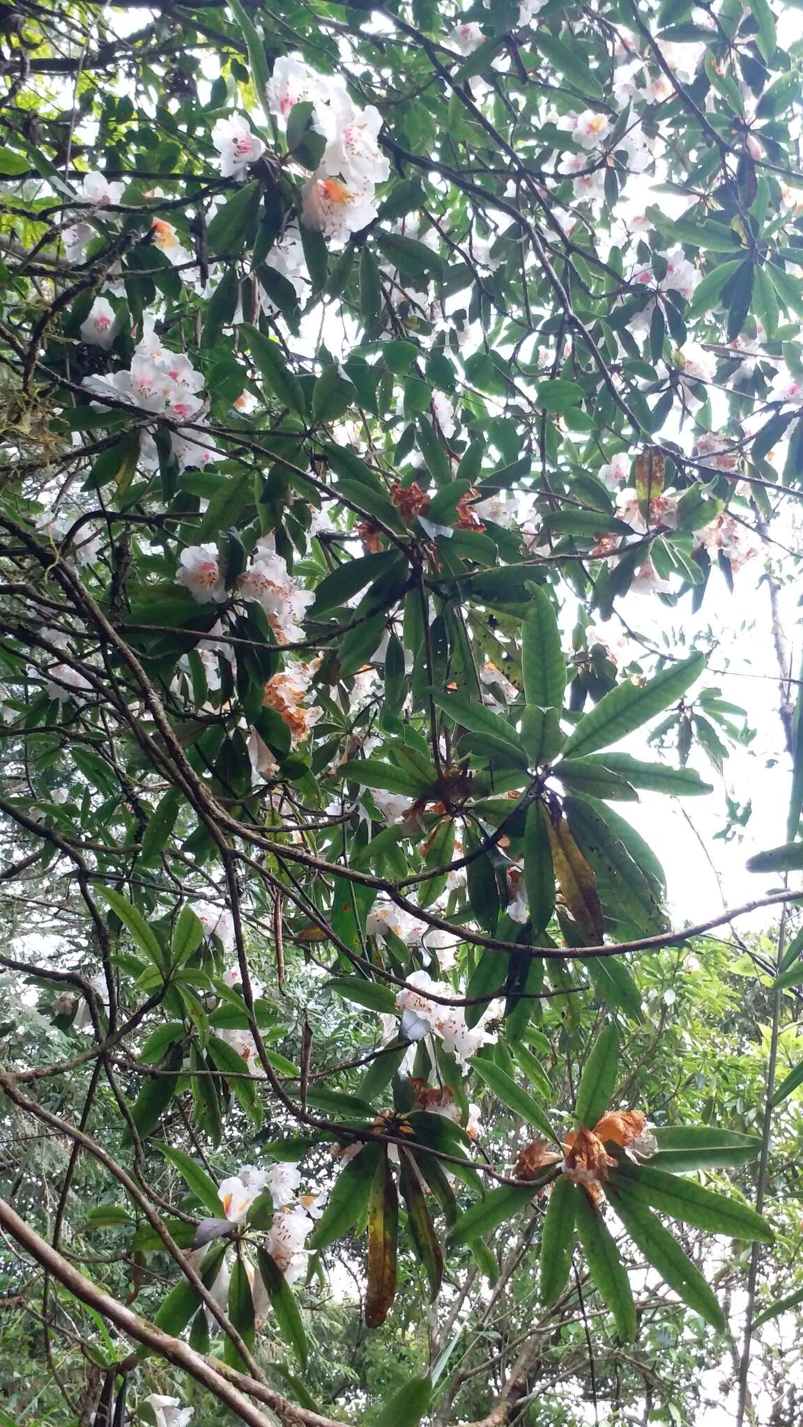 Image of Rhododendron latoucheae Franch.