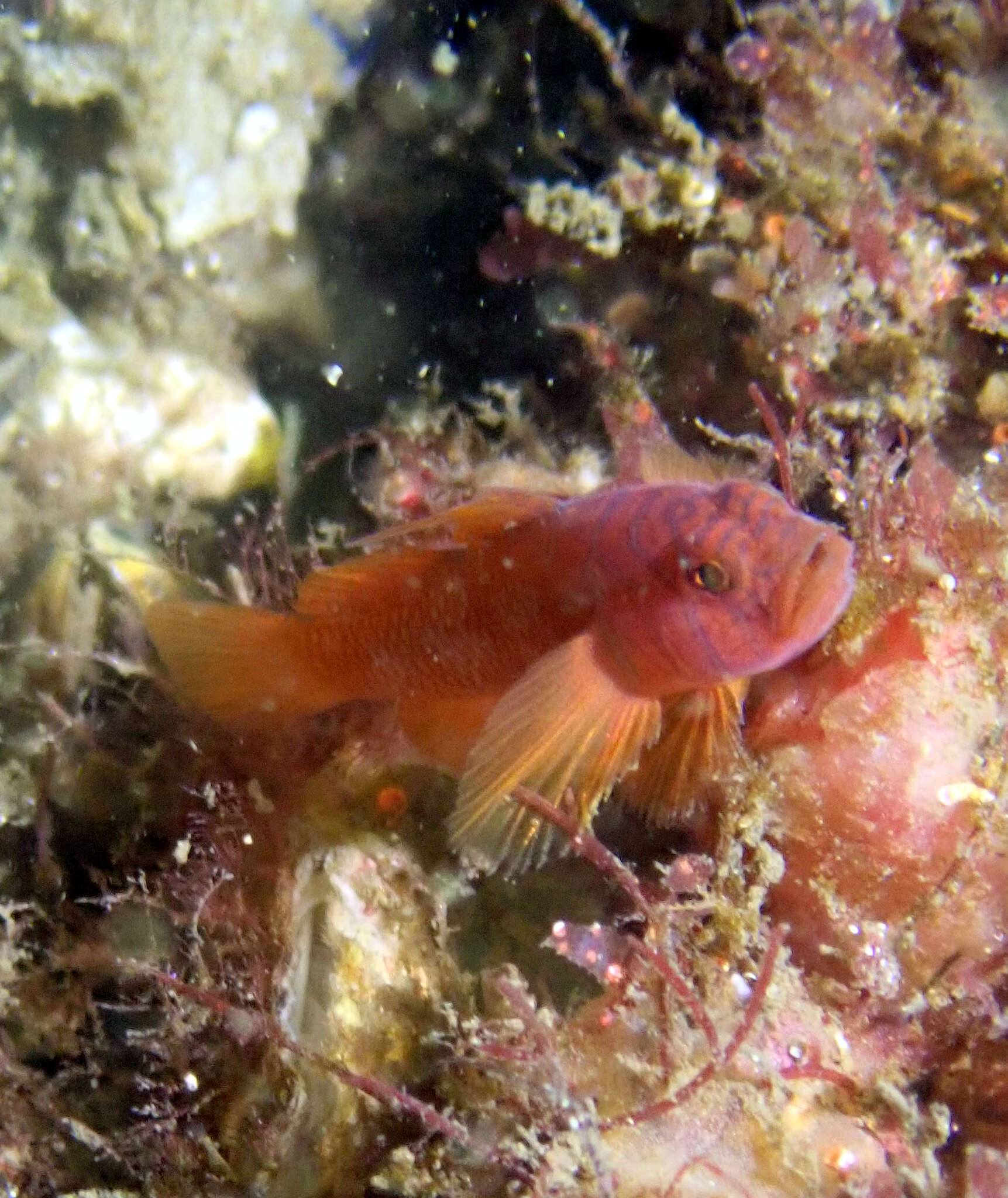 Image of Orange reef-goby