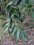 Cinnamomum yabunikkei H. Ohba resmi