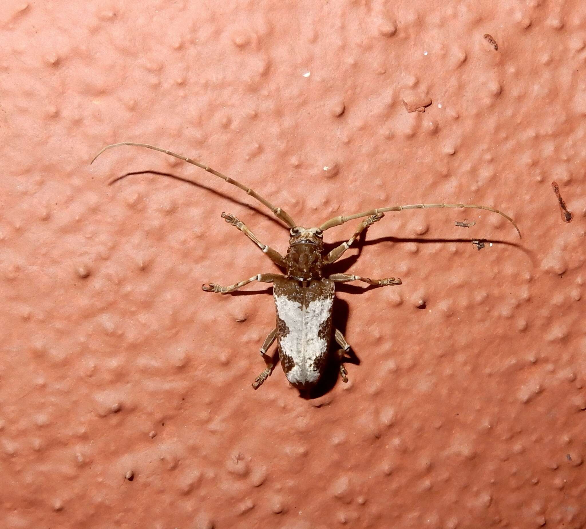 Image of Acalolepta nivosa (White 1858)