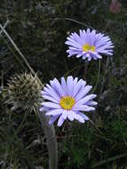 Image of fringed daisy-bush